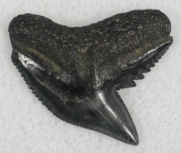 Fossil Tiger Shark Tooth - South Carolina #25297